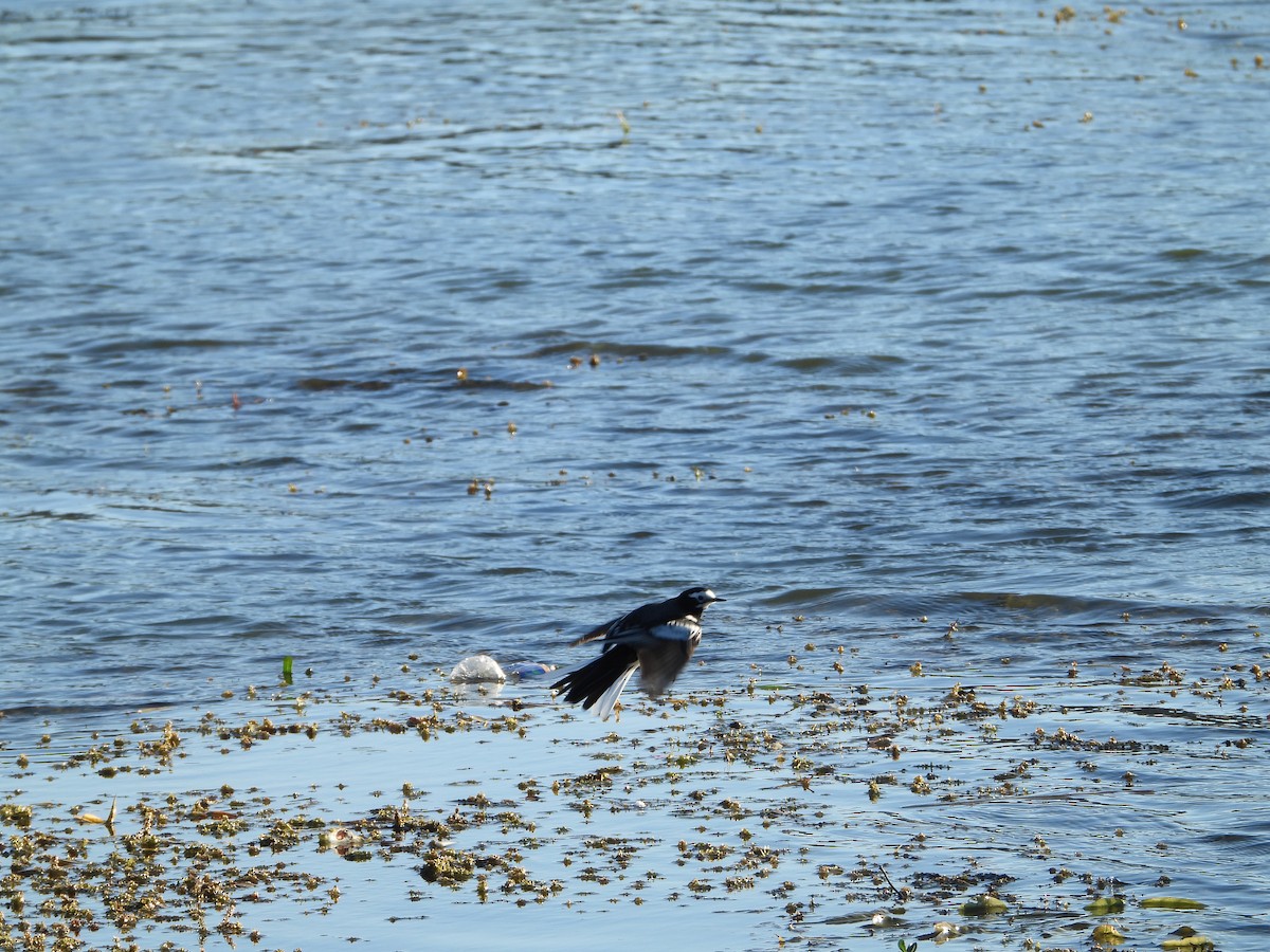 konipas bílý - ML645269228