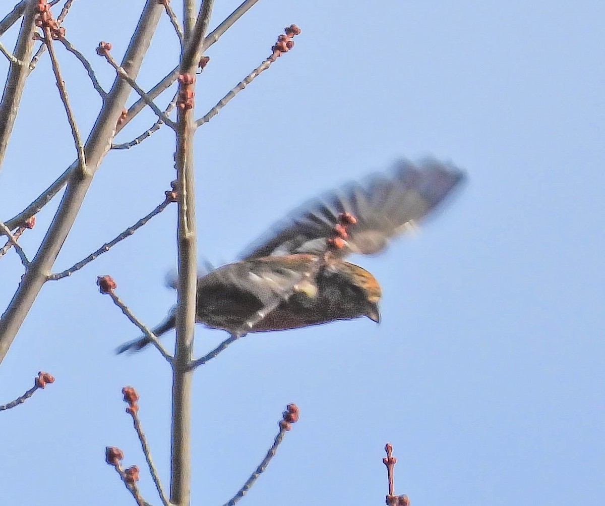 båndkorsnebb - ML645269237