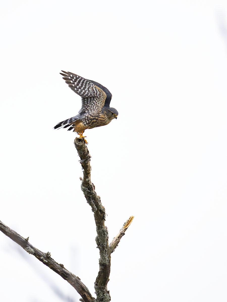 Merlin - ML645269243