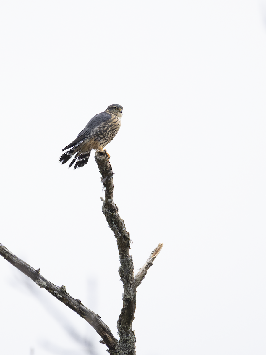 Merlin - ML645269244