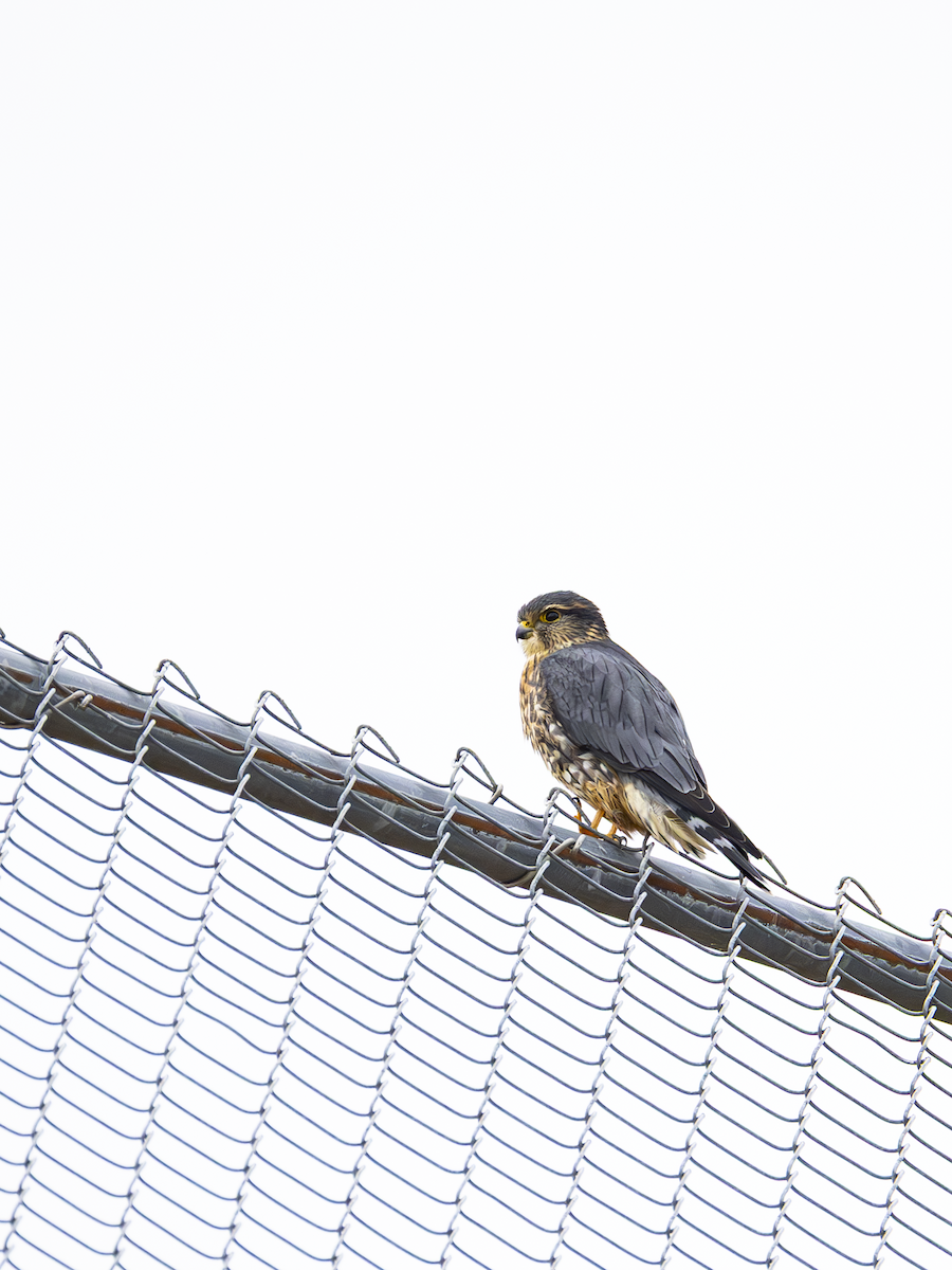 Merlin - ML645269245