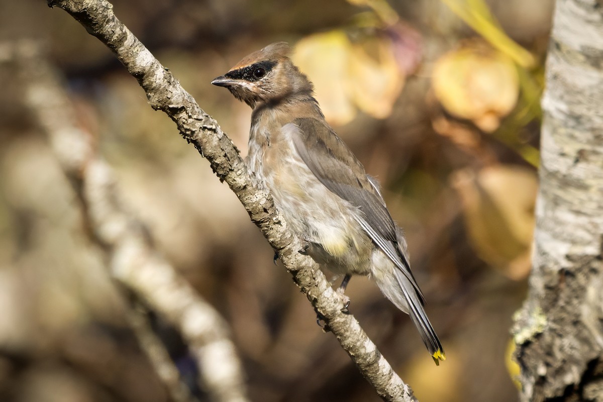 Cedar Waxwing - ML645269247