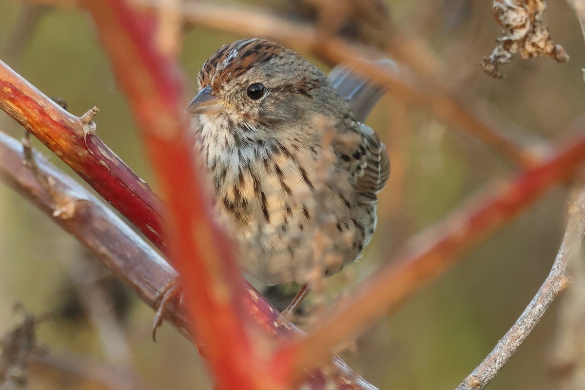 Lincoln's Sparrow - ML645269253