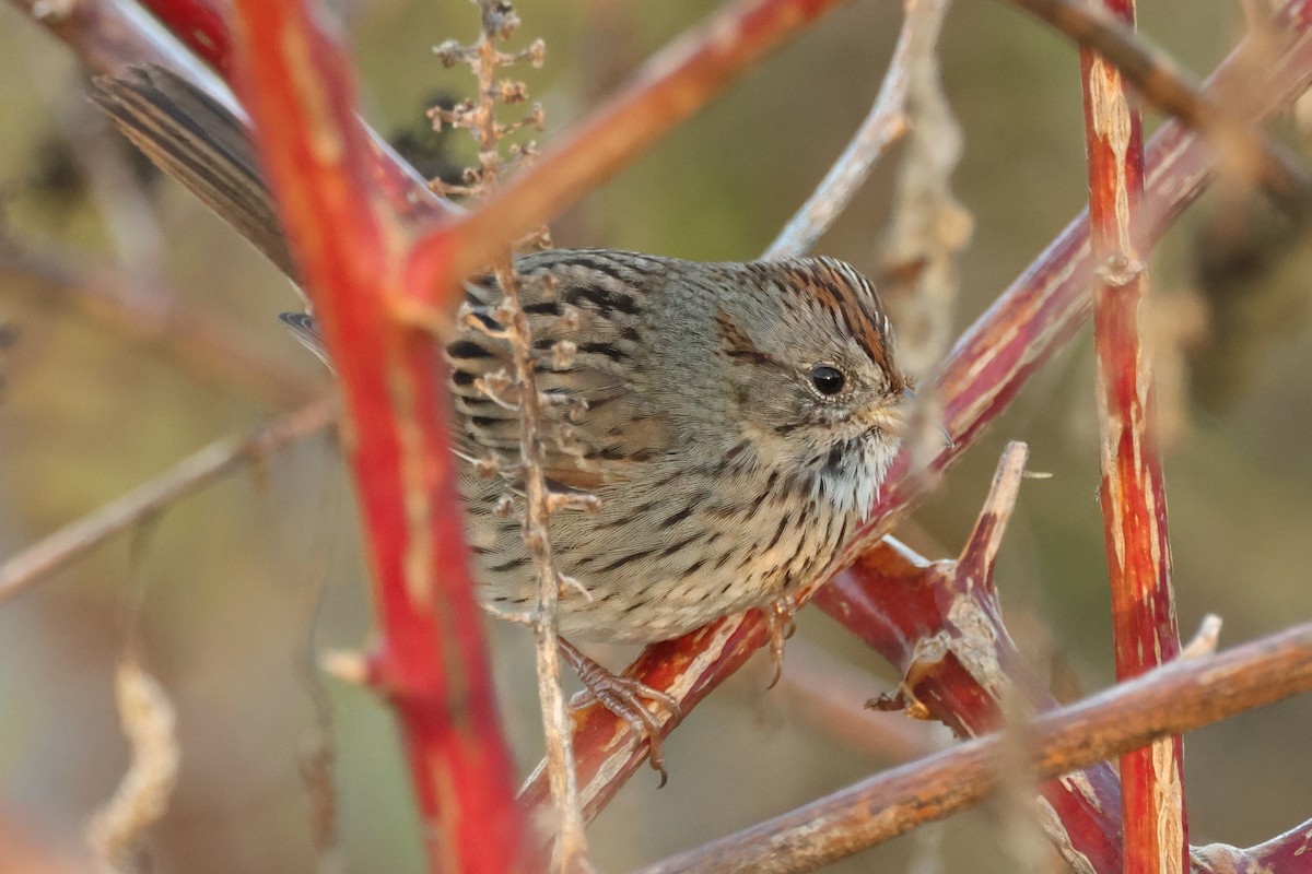 Lincoln's Sparrow - ML645269254