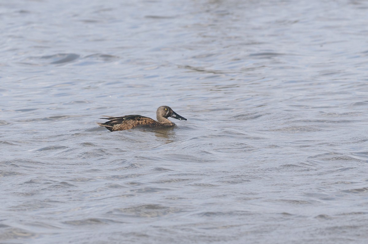 Australasian Shoveler - ML645269263