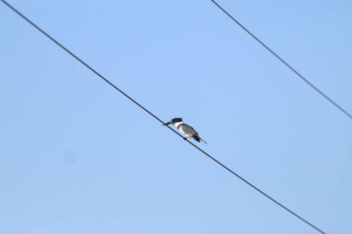 Martin handi iparramerikarra - ML645269265