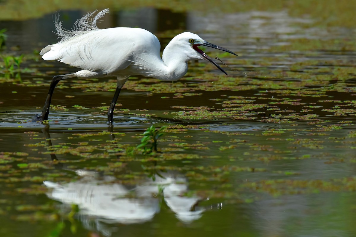 Seidenreiher - ML645269272