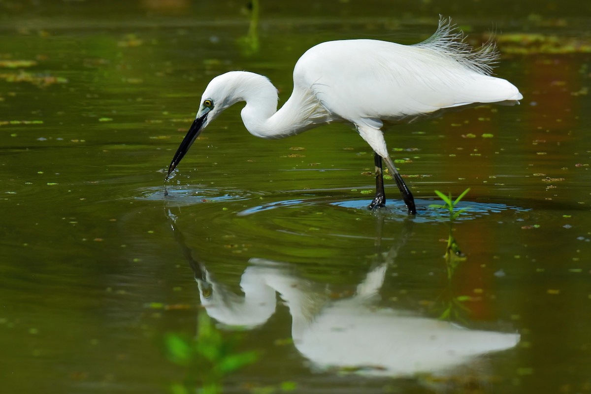 Seidenreiher - ML645269277