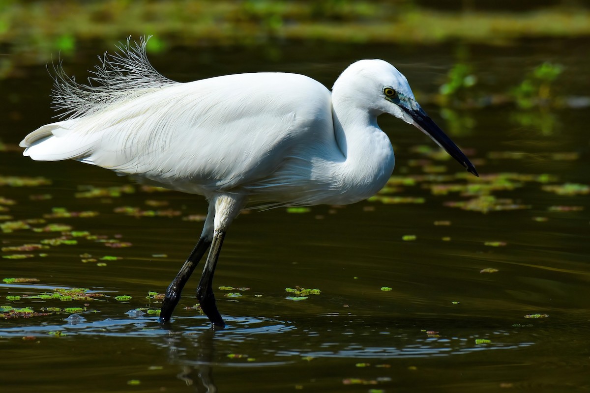 Seidenreiher - ML645269278