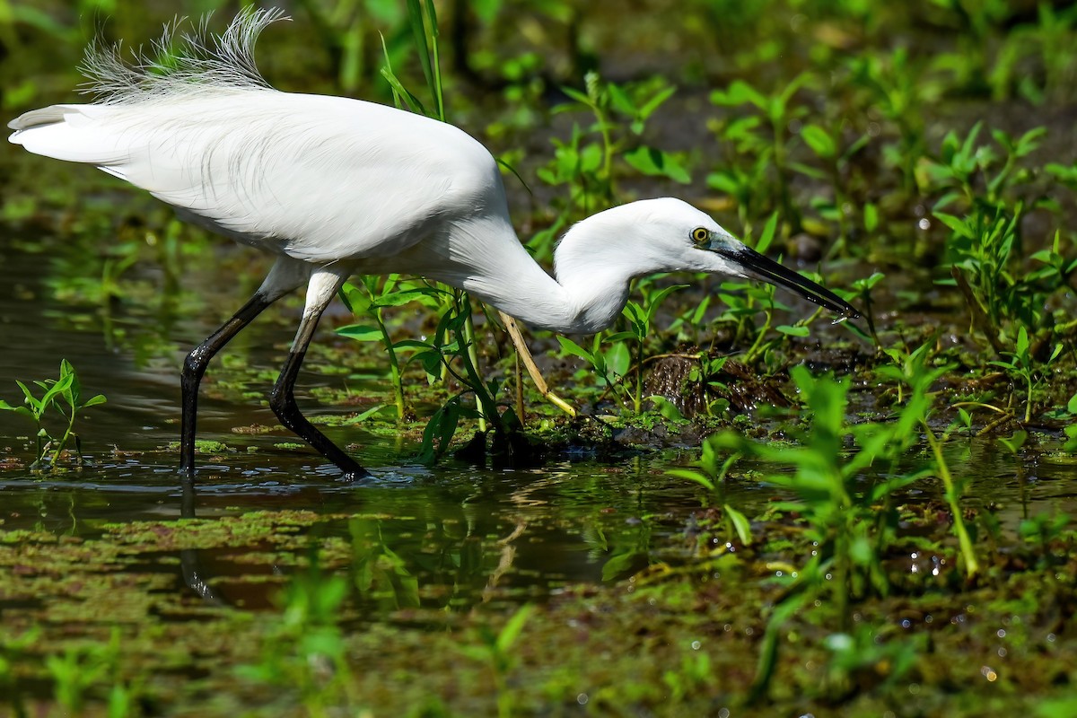 Seidenreiher - ML645269279