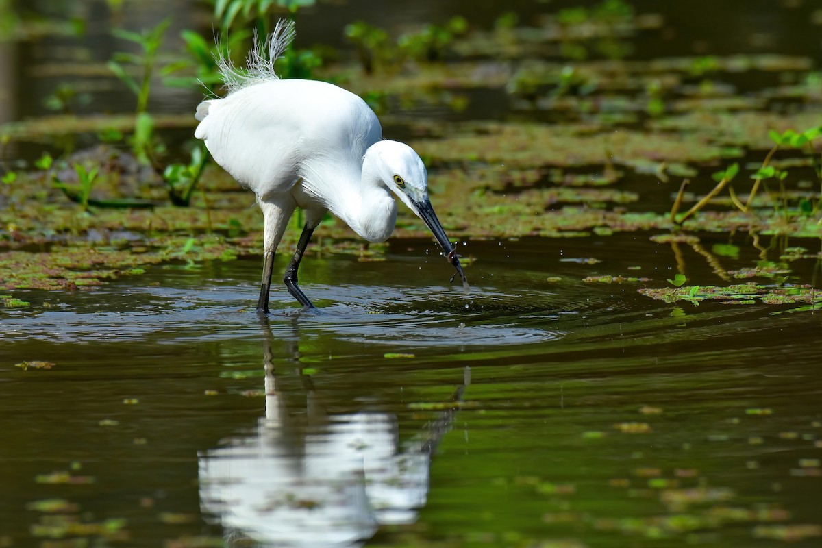 Seidenreiher - ML645269280