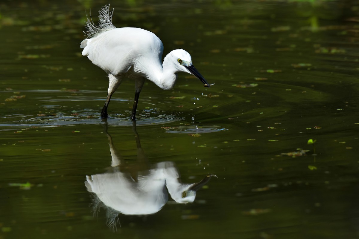 Seidenreiher - ML645269281