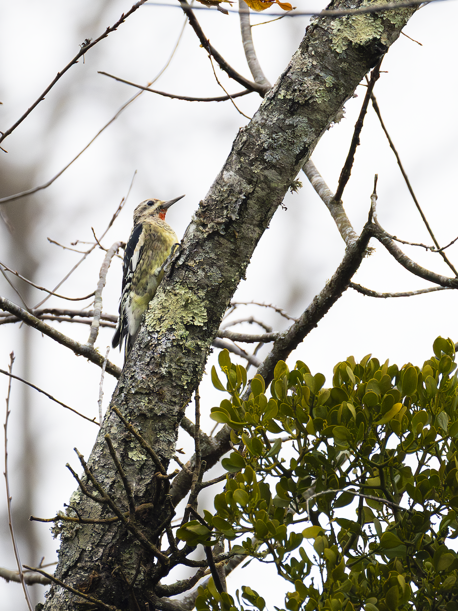 Yellow-bellied Sapsucker - ML645269282