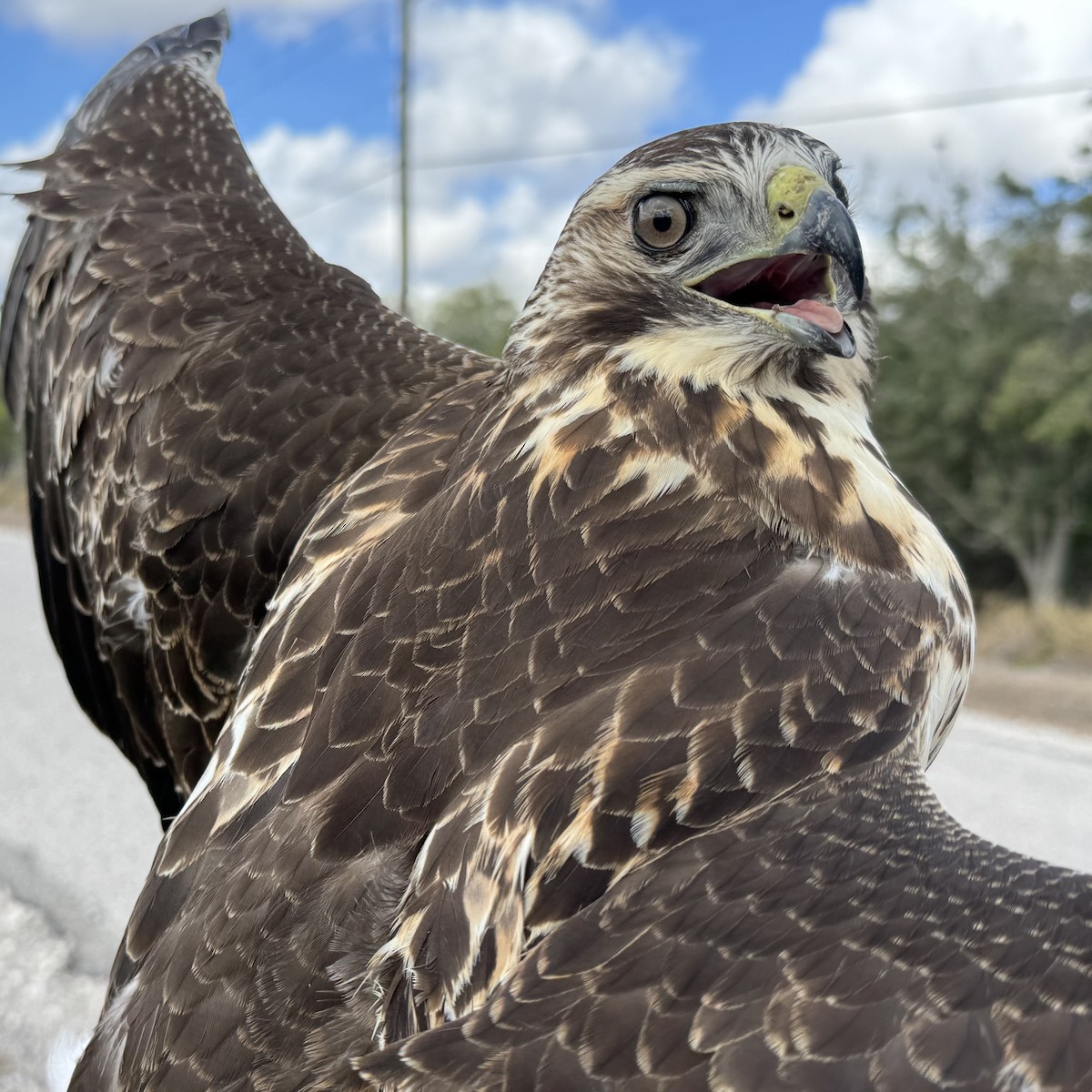 Swainson's Hawk - ML645269283