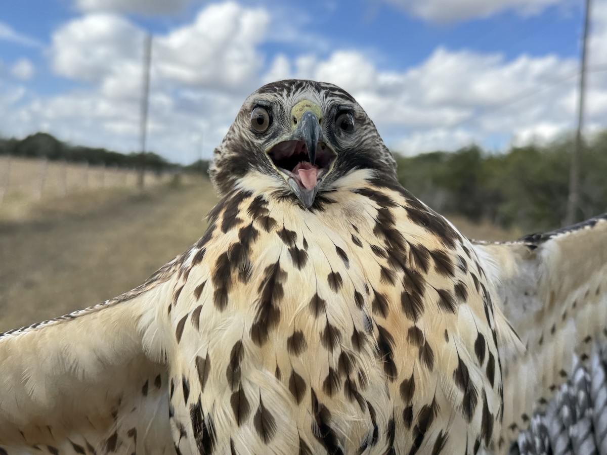 Swainson's Hawk - ML645269284