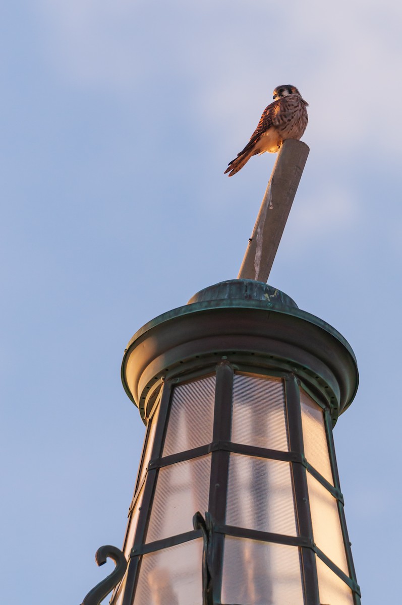 American Kestrel - ML645269288
