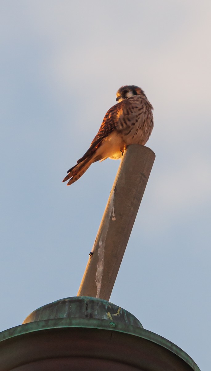 American Kestrel - ML645269289