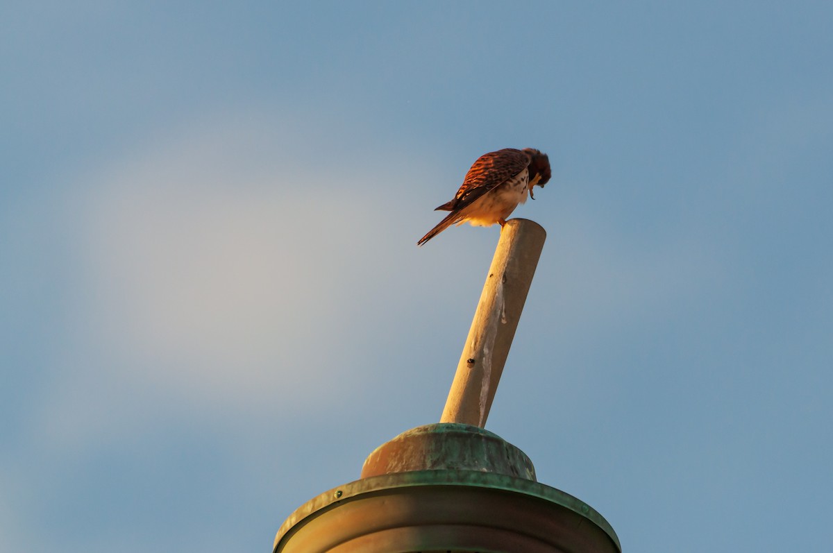 American Kestrel - ML645269290