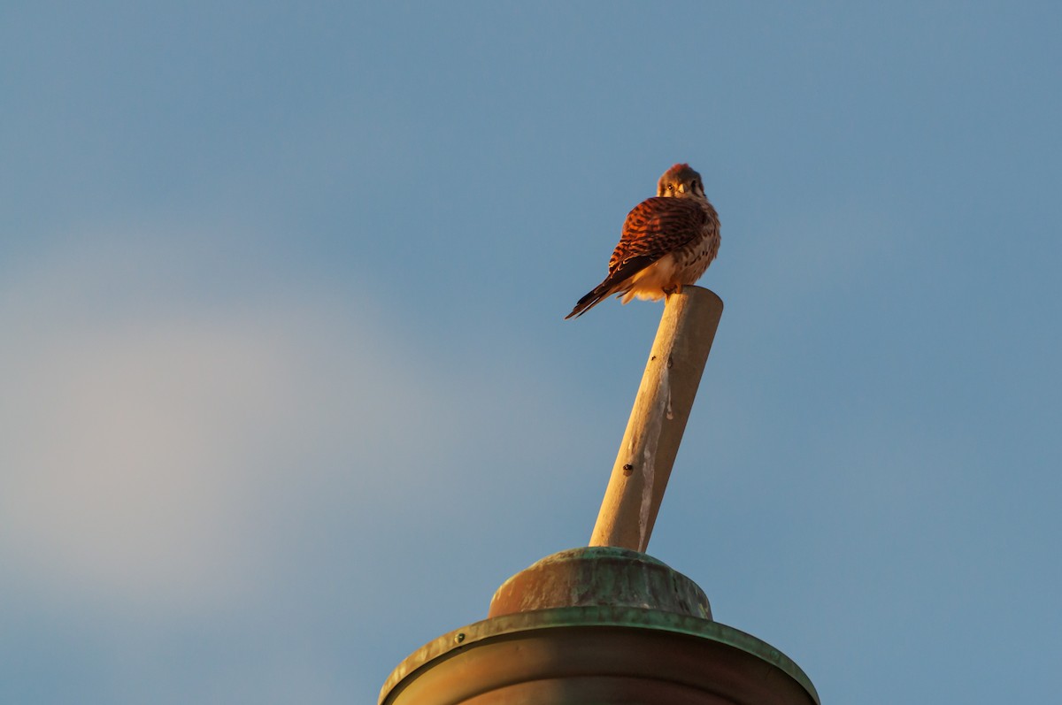 American Kestrel - ML645269291