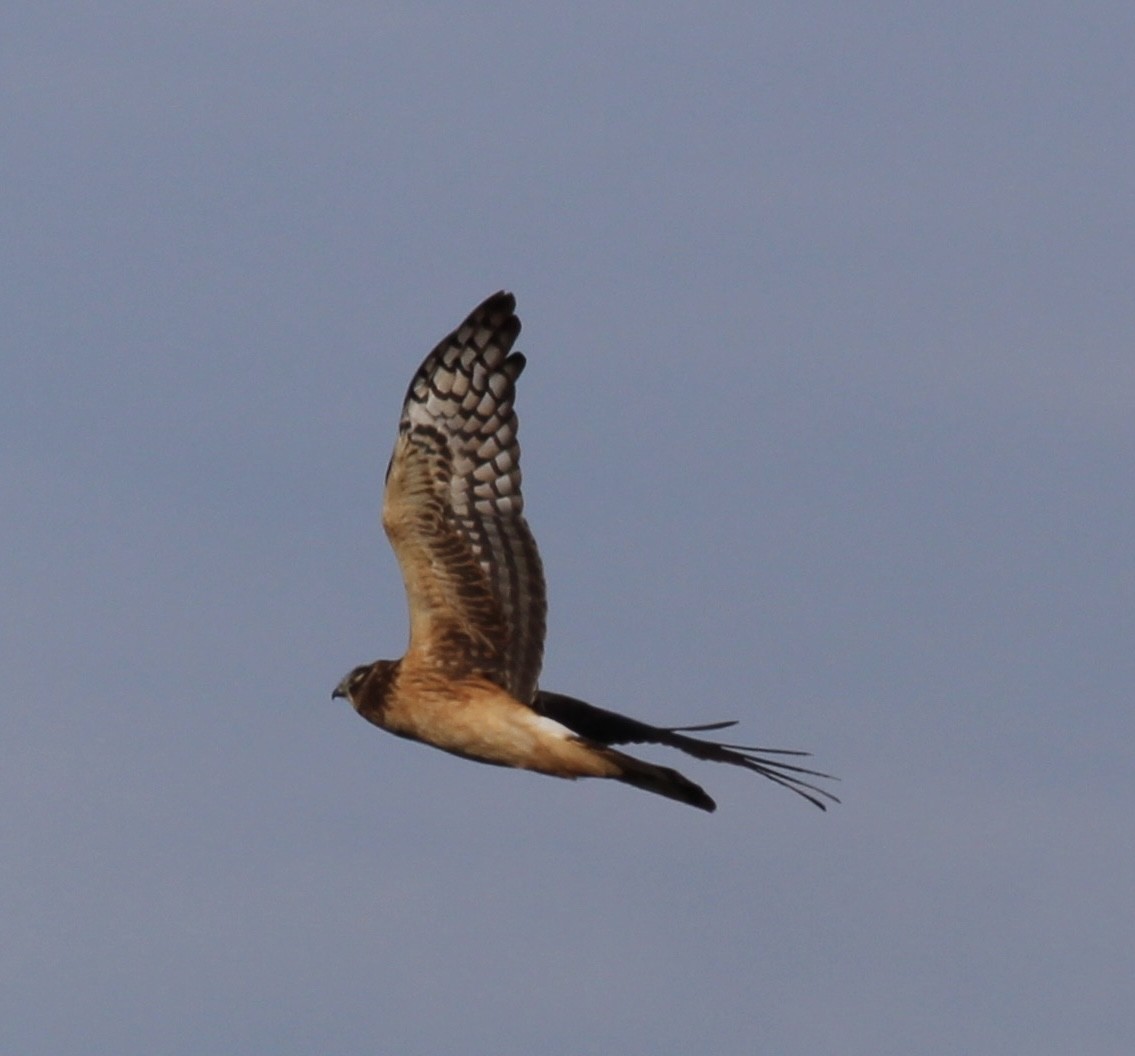 Northern Harrier - ML645269294