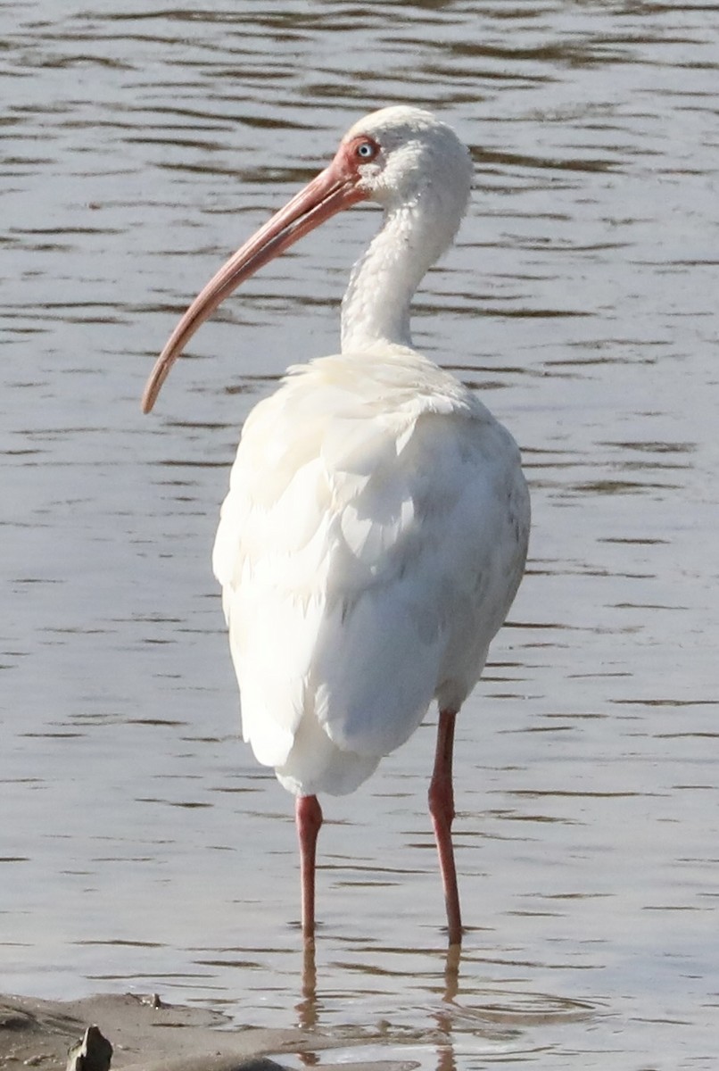 Ak Aynak - ML645269297