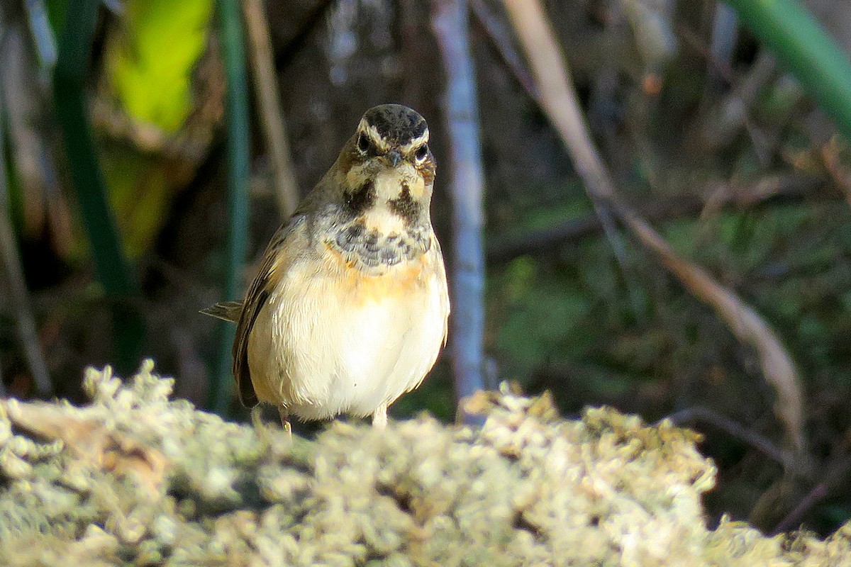 藍喉鴝 - ML645269298