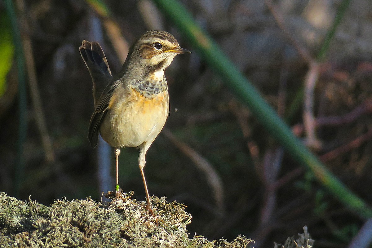 藍喉鴝 - ML645269299