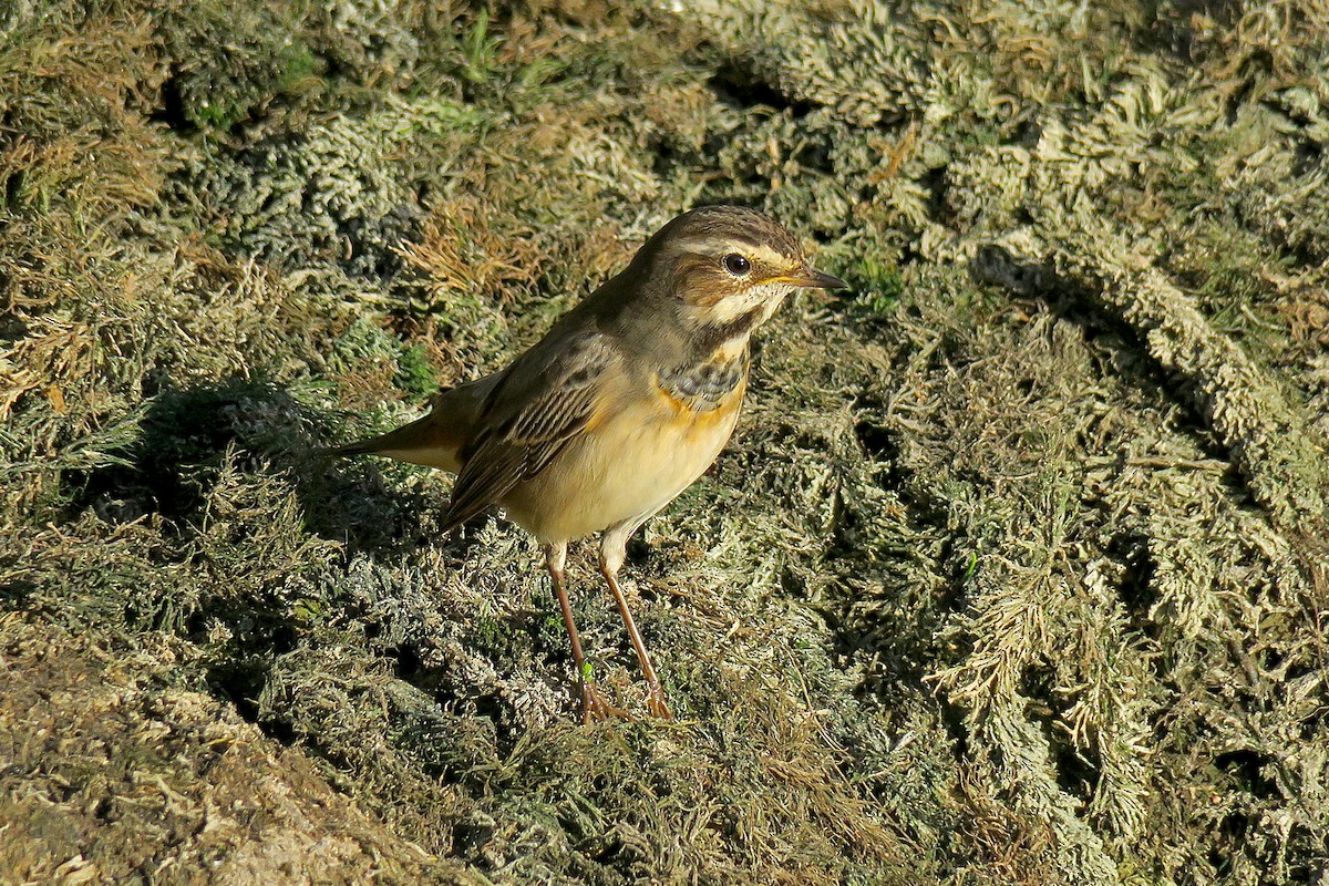 藍喉鴝 - ML645269300