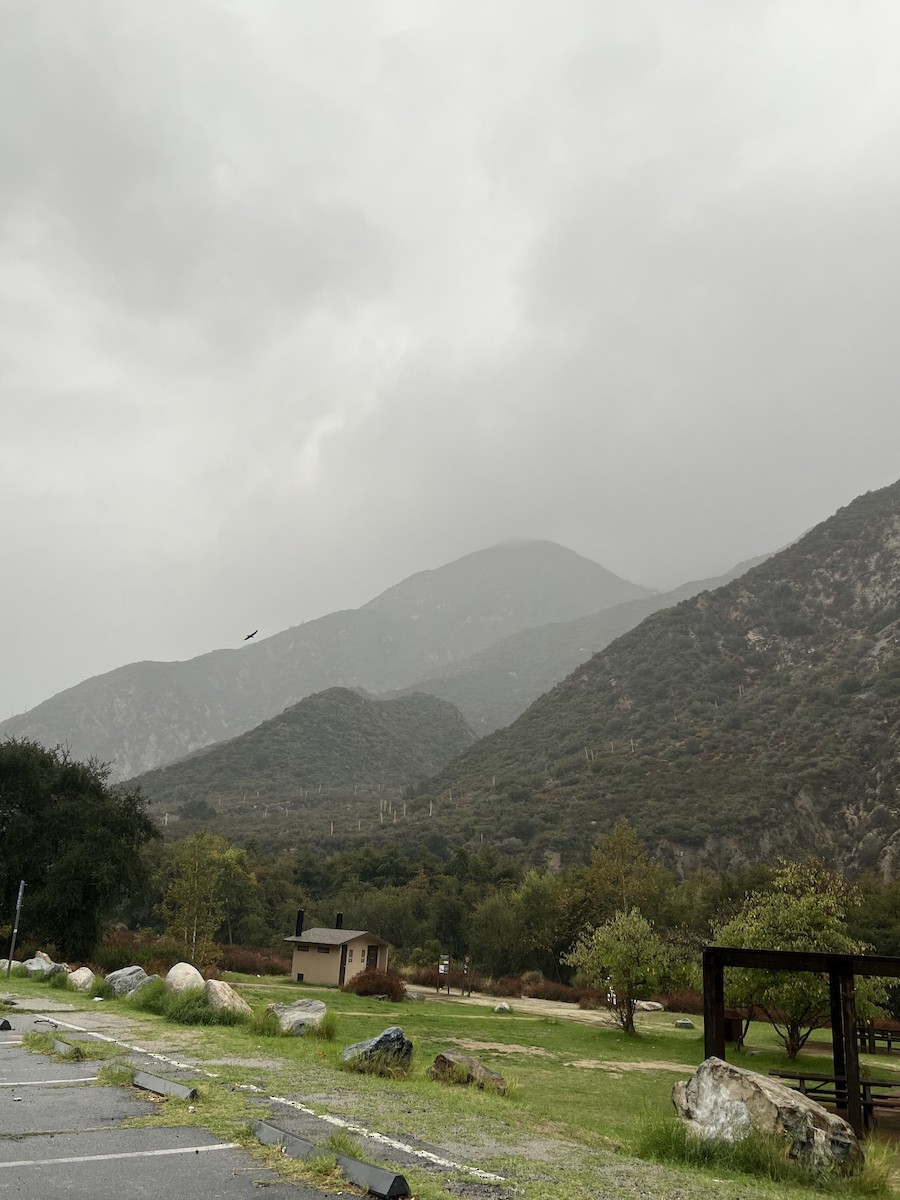 Common Raven - ML645269307