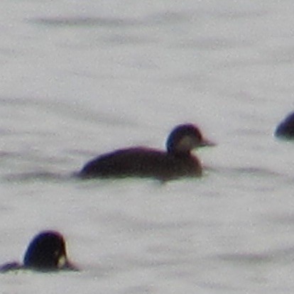 turpan žlutozobý - ML645269310