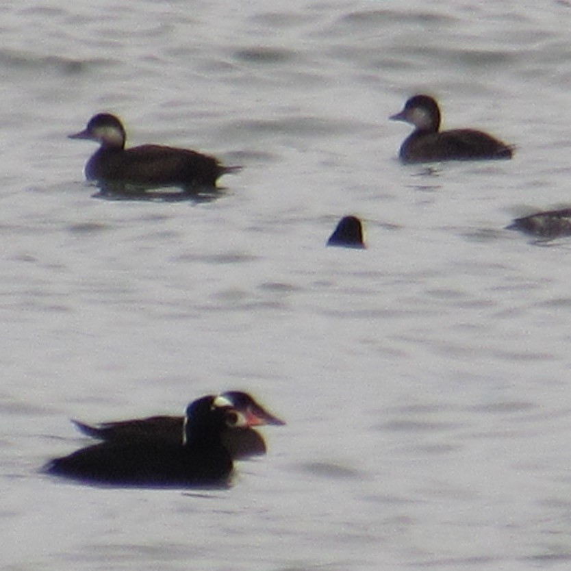 turpan žlutozobý - ML645269311