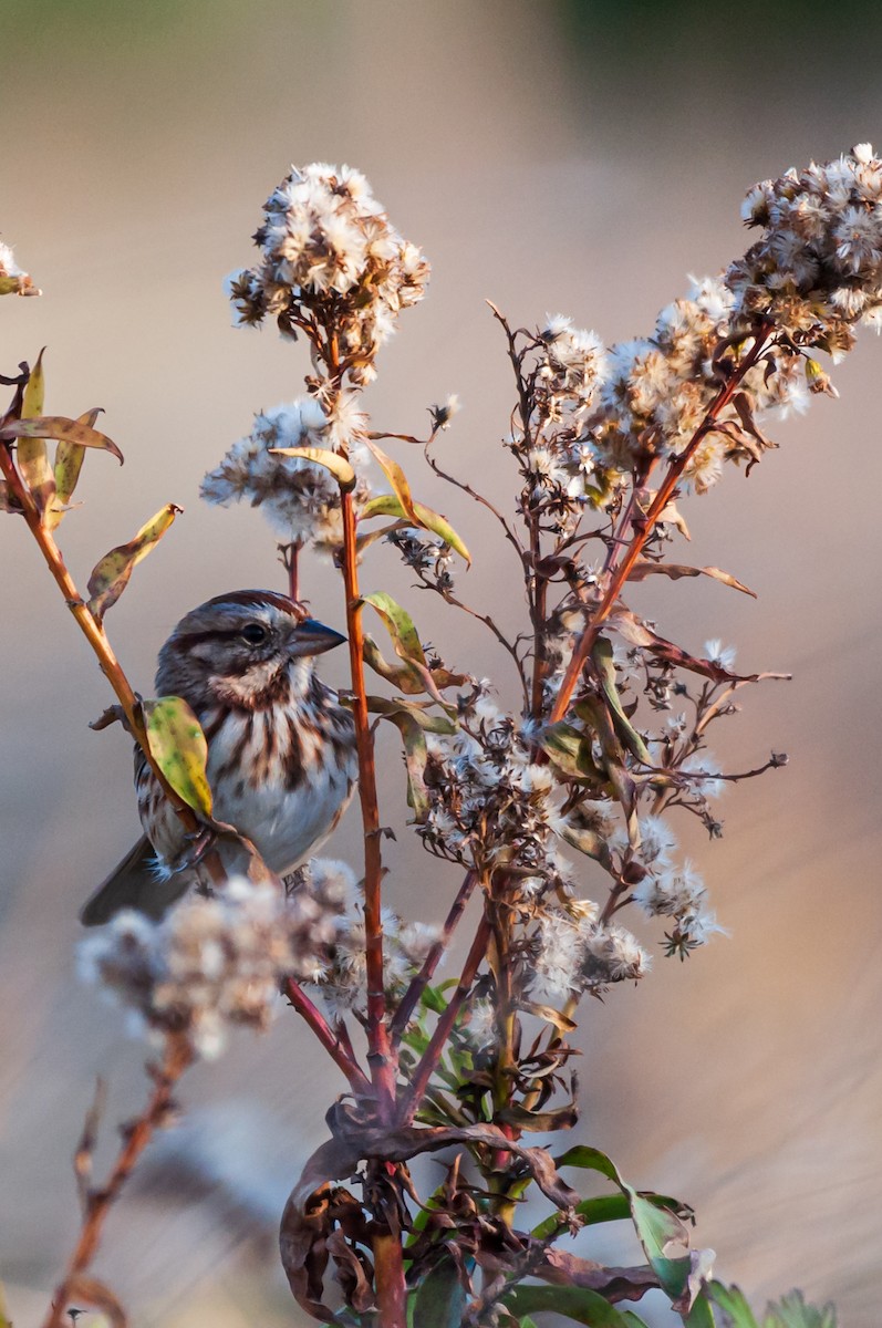Song Sparrow - ML645269312