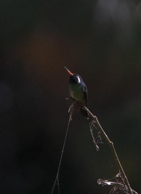 White-eared Hummingbird - ML645269321