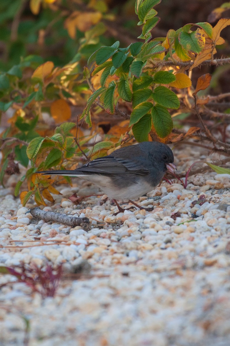 Dark-eyed Junco - ML645269325
