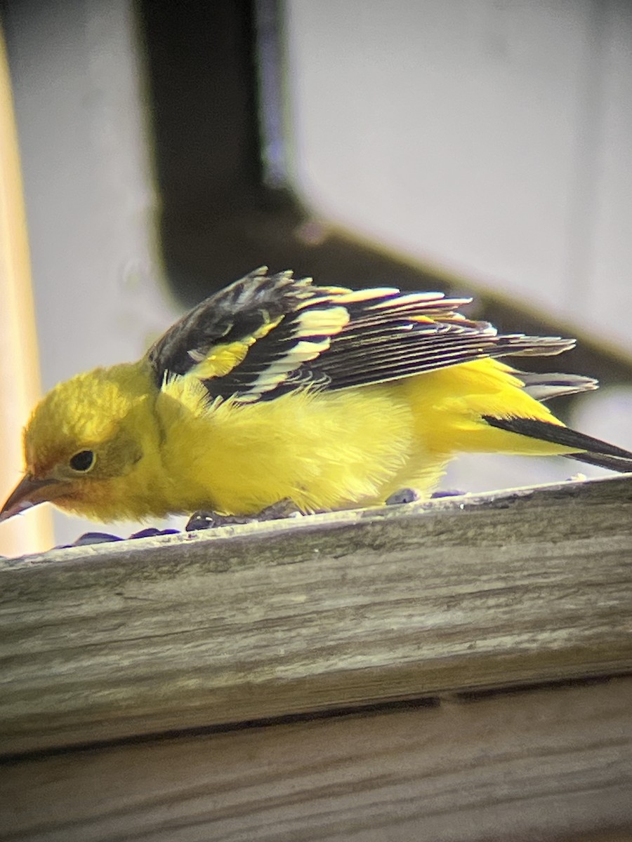 Western Tanager - ML645269328