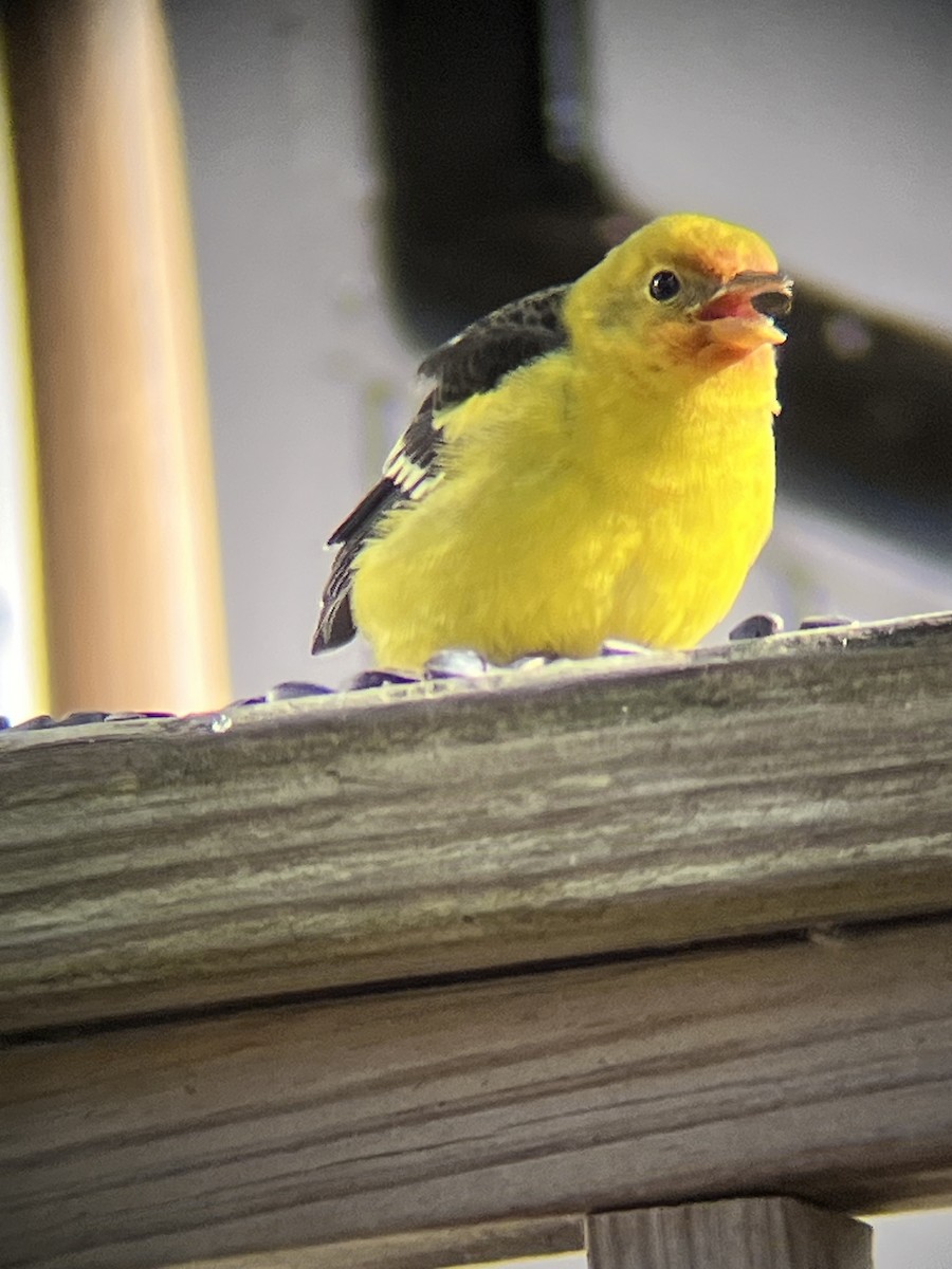 Western Tanager - ML645269329
