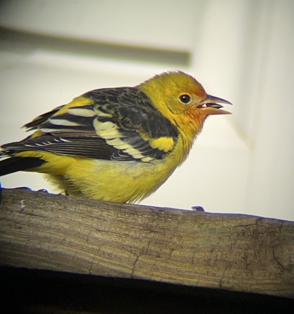 Western Tanager - ML645269330