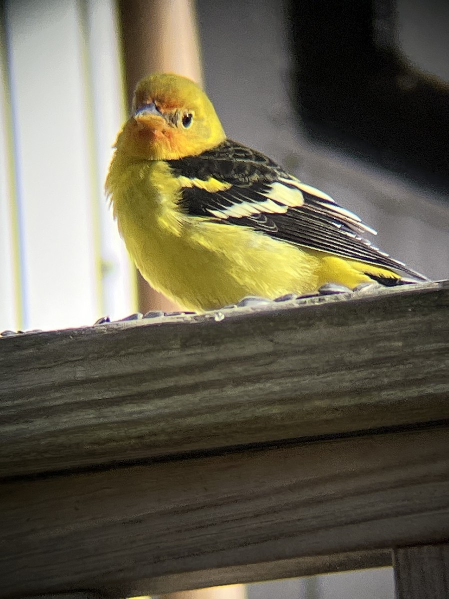 Western Tanager - ML645269331