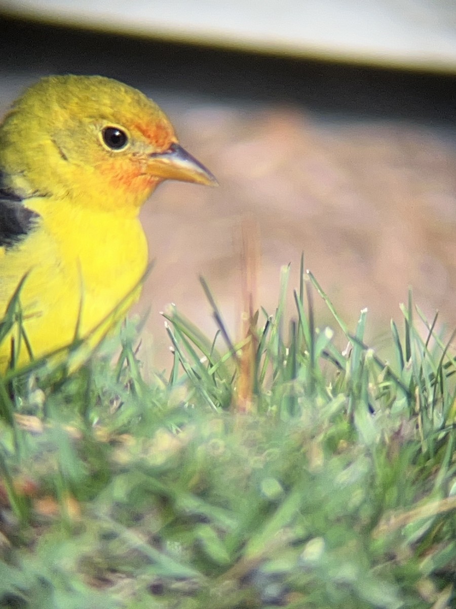 Western Tanager - ML645269332