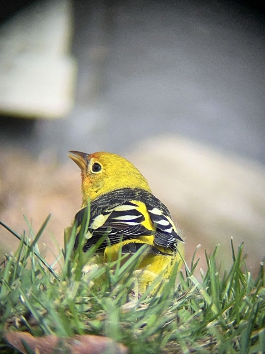 Western Tanager - ML645269333