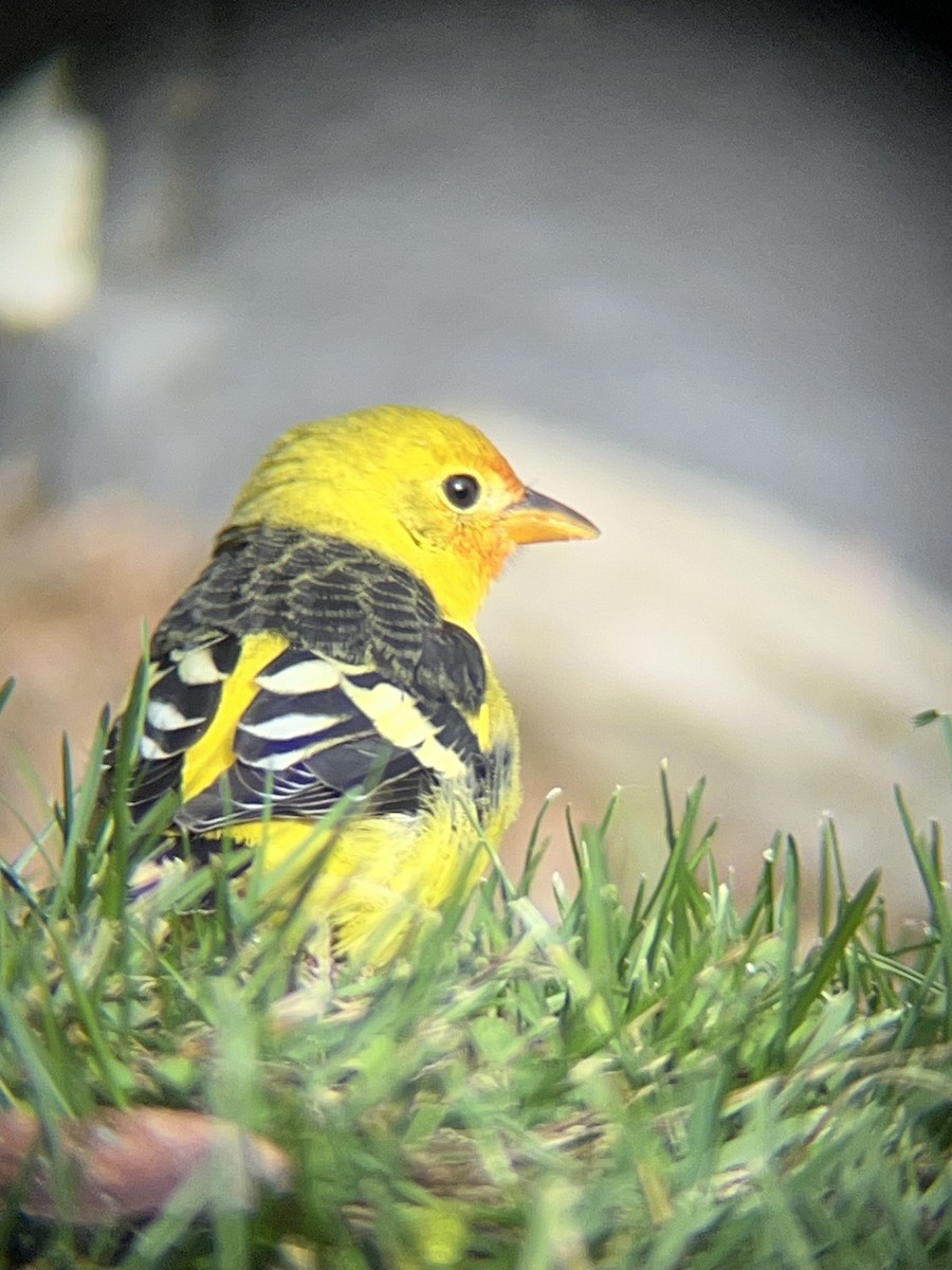 Western Tanager - ML645269334