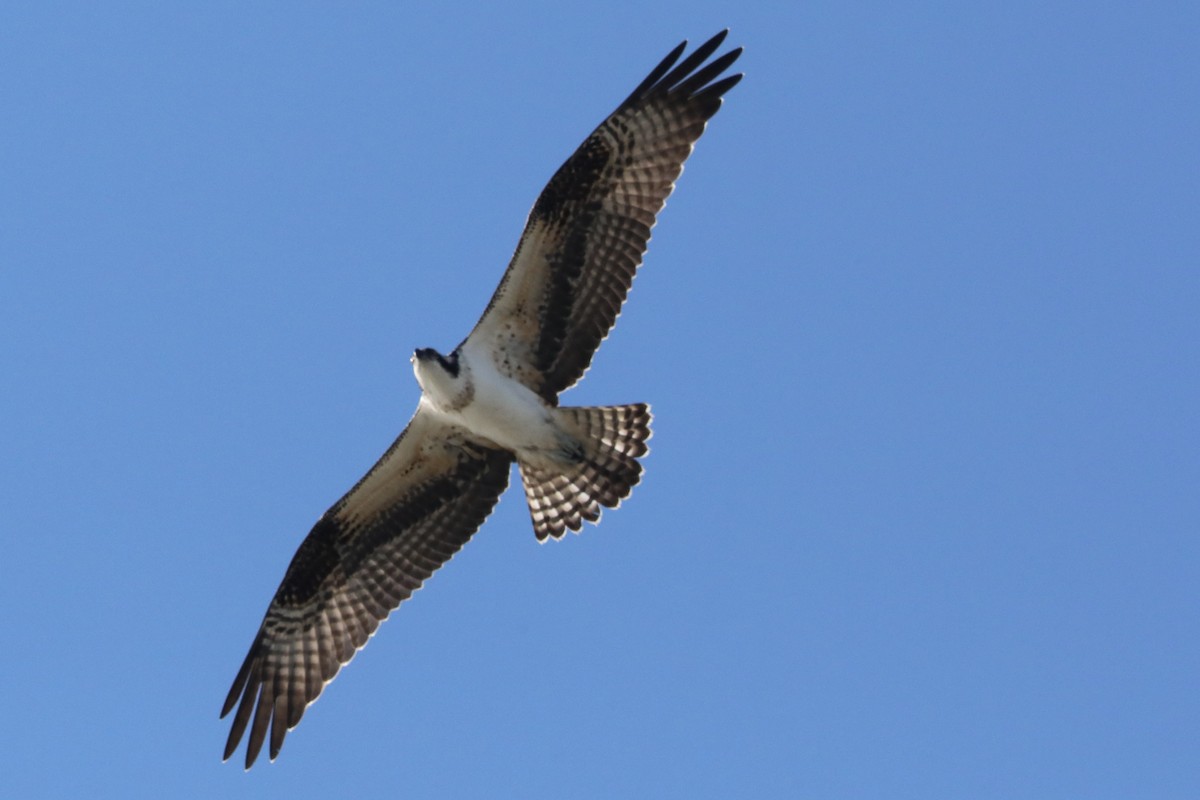 Osprey - ML645269335