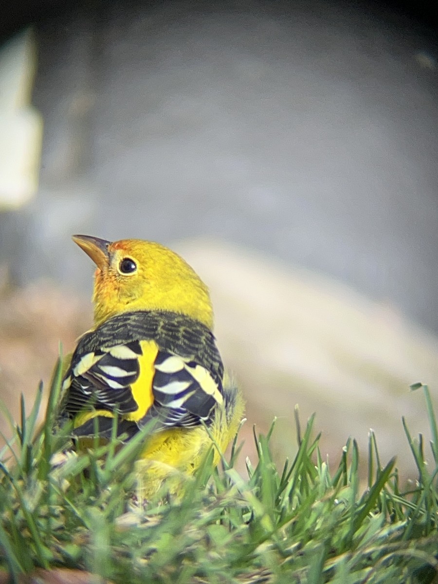 Western Tanager - ML645269338