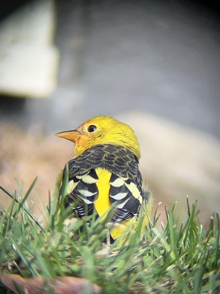 Western Tanager - ML645269339