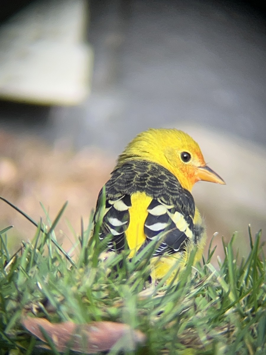 Western Tanager - ML645269340