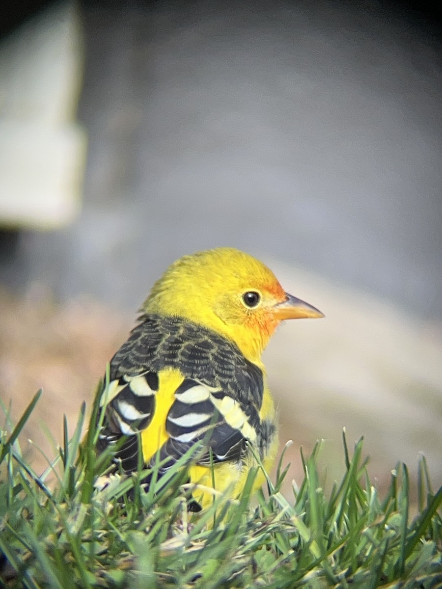 Western Tanager - ML645269341