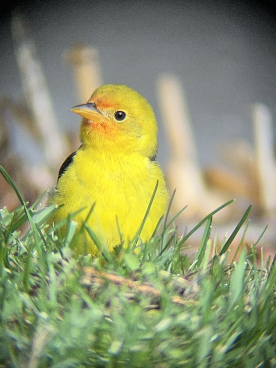 Western Tanager - ML645269342