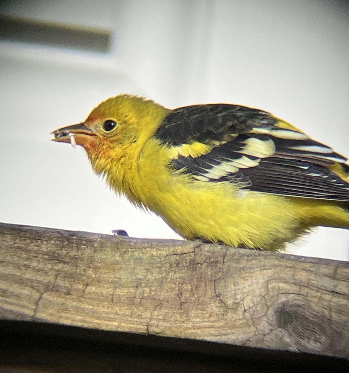 Western Tanager - ML645269343