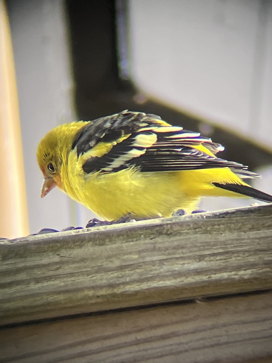 Western Tanager - ML645269344