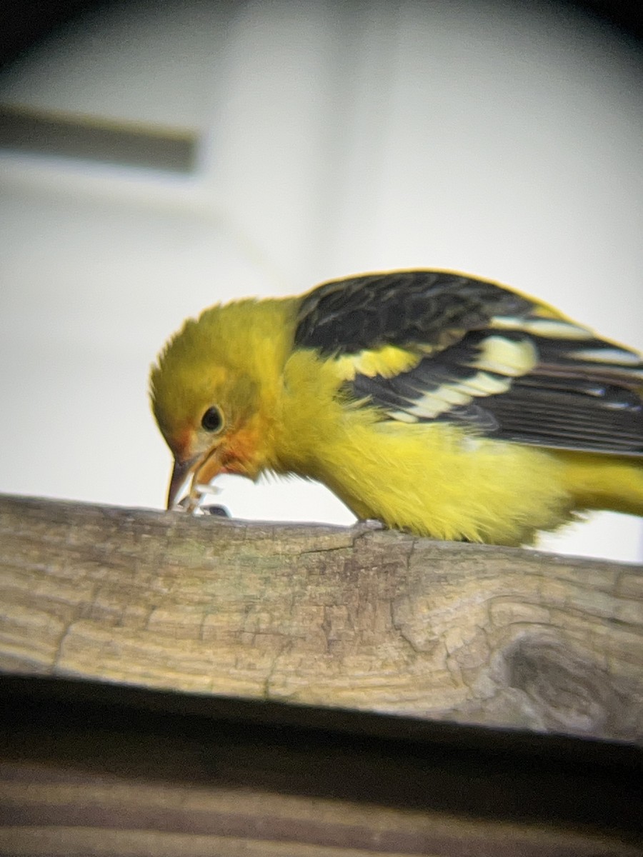 Western Tanager - ML645269345